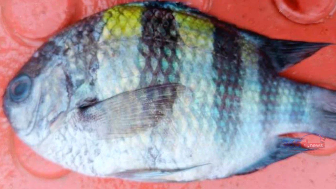 কুয়াকাটা উপকূলে জেলের জালে ধরা পড়ল বিরল ‘সার্জেন্ট মেজর’ মাছ