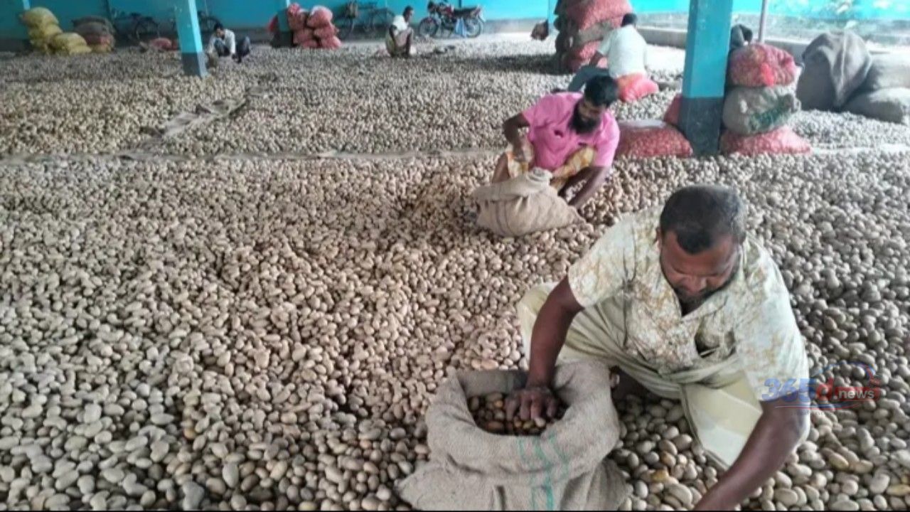 আলুর দামে ধস, কিশোরগঞ্জে চাষি-ব্যবসায়ীদের লোকসানের শঙ্কা