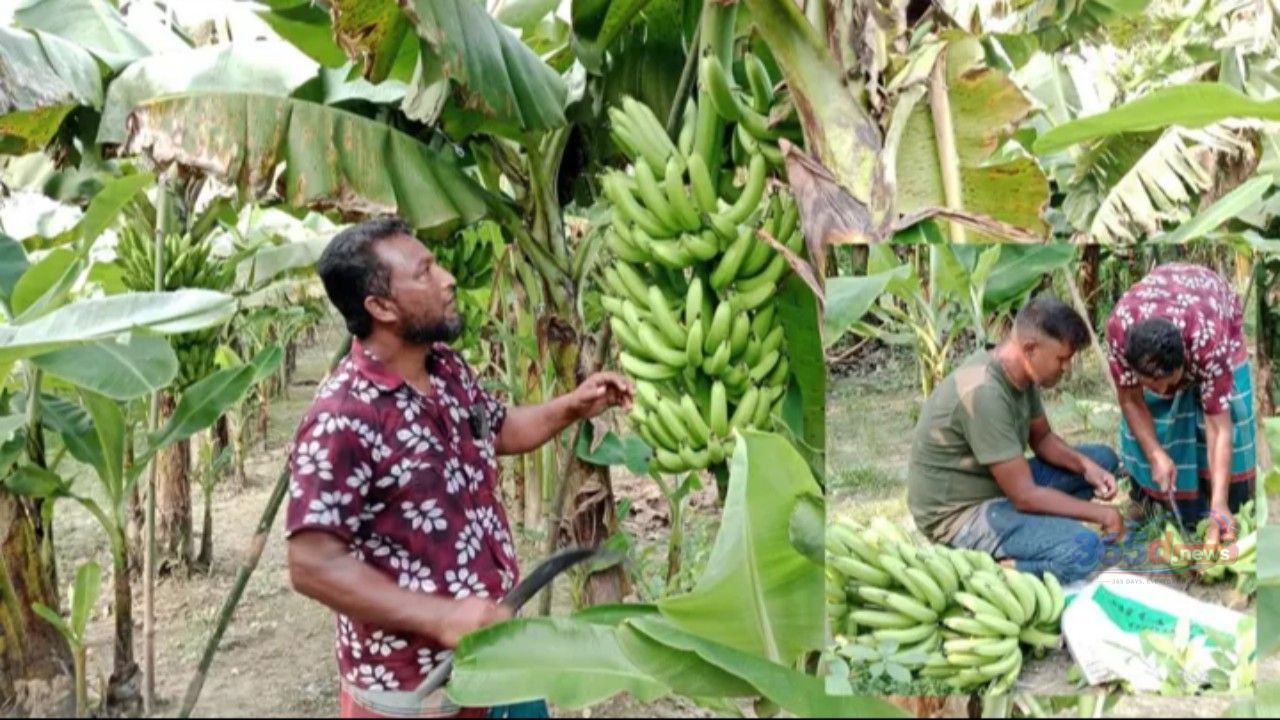 পরিত্যক্ত জমিতে কলার বাগান, ২.৫ লাখ টাকায় স্বপ্ন দেখছেন ৯ লাখ আয়ের